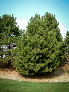 Сосна Чёрная (Pinus Nigra) купить по цене от 270.00р. в интернет-магазине «Посадика» с доставкой почтой в в Кумертауе и по всей России – [изображение №1].