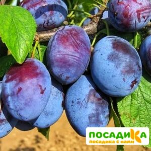 Слива Чачакская ранняя купить по цене от 229.00р. в интернет-магазине «Посадика» с доставкой почтой в в Кумертауе и по всей России – [изображение №1].