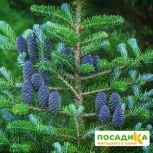 Пихта корейская (Abies koreana) купить по цене от 450.00р. в интернет-магазине «Посадика» с доставкой почтой в в Кумертауе и по всей России – [изображение №1].