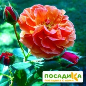 Роза Арабия купить по цене от 350.00р. в интернет-магазине «Посадика» с доставкой почтой в в Кумертауе и по всей России – [изображение №1].