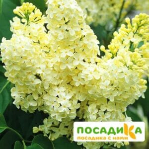 Сирень Примроуз (Primrose) купить по цене от 529.00р. в интернет-магазине «Посадика» с доставкой почтой в в Кумертауе и по всей России – [изображение №1].