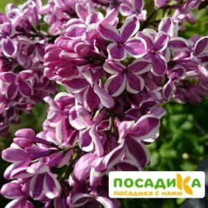 Сирень Сенсация купить по цене от 529.00р. в интернет-магазине «Посадика» с доставкой почтой в в Кумертауе и по всей России – [изображение №1].