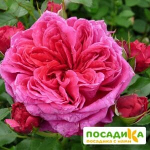 Шраб Роза Соул купить по цене от 390.00р. в интернет-магазине «Посадика» с доставкой почтой в в Кумертауе и по всей России – [изображение №1].
