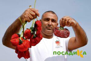 Клубника Гигант Джорнея купить по цене от 266р. в интернет-магазине «Посадика» с доставкой почтой в в Кумертауе и по всей России – [изображение №1].