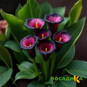 Калла Аура Лейс купить по цене от 400р. в интернет-магазине «Посадика» с доставкой почтой в в Кумертауе и по всей России – [изображение №1].