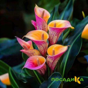 Калла Оникс купить по цене от 450р. в интернет-магазине «Посадика» с доставкой почтой в в Кумертауе и по всей России – [изображение №1].