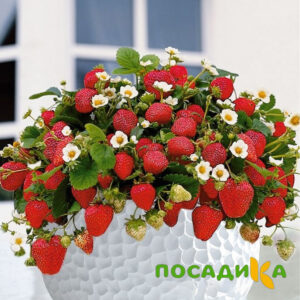 Клубника Рубиновый Шепот (горшечная) купить по цене от 240р. в интернет-магазине «Посадика» с доставкой почтой в в Кумертауе и по всей России – [изображение №1].