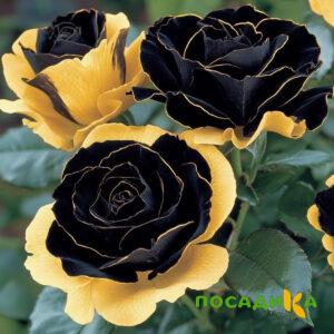 Роза Ханни Сикл купить по цене от 700р. в интернет-магазине «Посадика» с доставкой почтой в в Кумертауе и по всей России – [изображение №1].