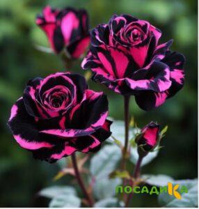 Роза Багровый Шепот купить по цене от 366р. в интернет-магазине «Посадика» с доставкой почтой в в Кумертауе и по всей России – [изображение №1].
