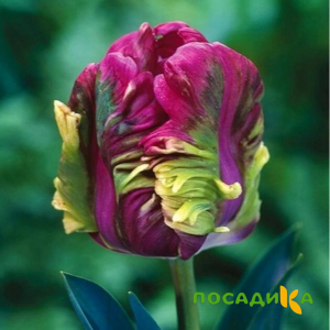 Тюльпан Экзотик Хэвен купить по цене от 186р. в интернет-магазине «Посадика» с доставкой почтой в в Кумертауе и по всей России – [изображение №1].