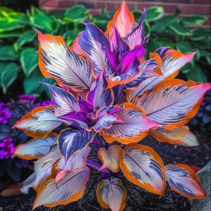 Хоста Эмеральд Тиара купить по цене от 602р. в интернет-магазине «Посадика» с доставкой почтой в в Кумертауе и по всей России – [изображение №1].