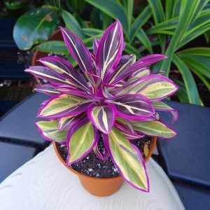 Хоста Сильвер Стик купить по цене от 650р. в интернет-магазине «Посадика» с доставкой почтой в в Кумертауе и по всей России – [изображение №1].