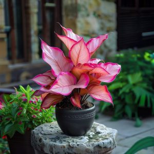 Хоста Розовая Симфония купить по цене от 800р. в интернет-магазине «Посадика» с доставкой почтой в в Кумертауе и по всей России – [изображение №1].