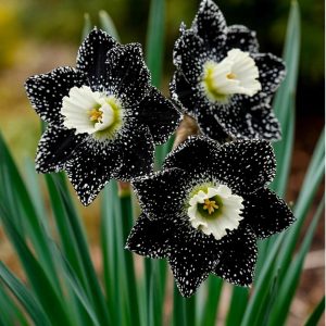 Нарцисс Кассата купить по цене от 372р. в интернет-магазине «Посадика» с доставкой почтой в в Кумертауе и по всей России – [изображение №1].