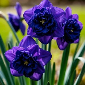 Нарцисс Арт Нуво купить по цене от 378р. в интернет-магазине «Посадика» с доставкой почтой в в Кумертауе и по всей России – [изображение №1].