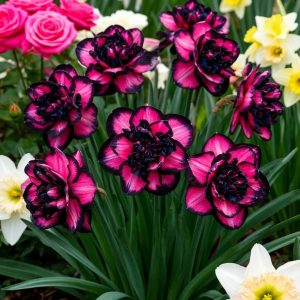 Нарцисс Золотая Корона купить по цене от 2000р. в интернет-магазине «Посадика» с доставкой почтой в в Кумертауе и по всей России – [изображение №1].