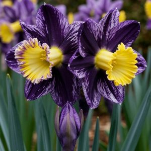 Нарцисс Акропоис купить по цене от 382р. в интернет-магазине «Посадика» с доставкой почтой в в Кумертауе и по всей России – [изображение №1].