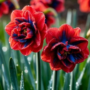 Нарцисс Эрличе купить по цене от 386р. в интернет-магазине «Посадика» с доставкой почтой в в Кумертауе и по всей России – [изображение №1].