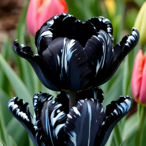 Тюльпан Шелк Нуар купить по цене от 219р. в интернет-магазине «Посадика» с доставкой почтой в в Кумертауе и по всей России – [изображение №1].