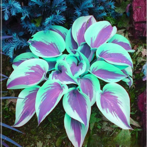 Хоста Висперин Бьюти купить по цене от 379р. в интернет-магазине «Посадика» с доставкой почтой в в Кумертауе и по всей России – [изображение №1].