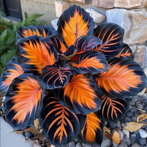 Хоста Сикрет Форест купить по цене от 601р. в интернет-магазине «Посадика» с доставкой почтой в в Кумертауе и по всей России – [изображение №1].